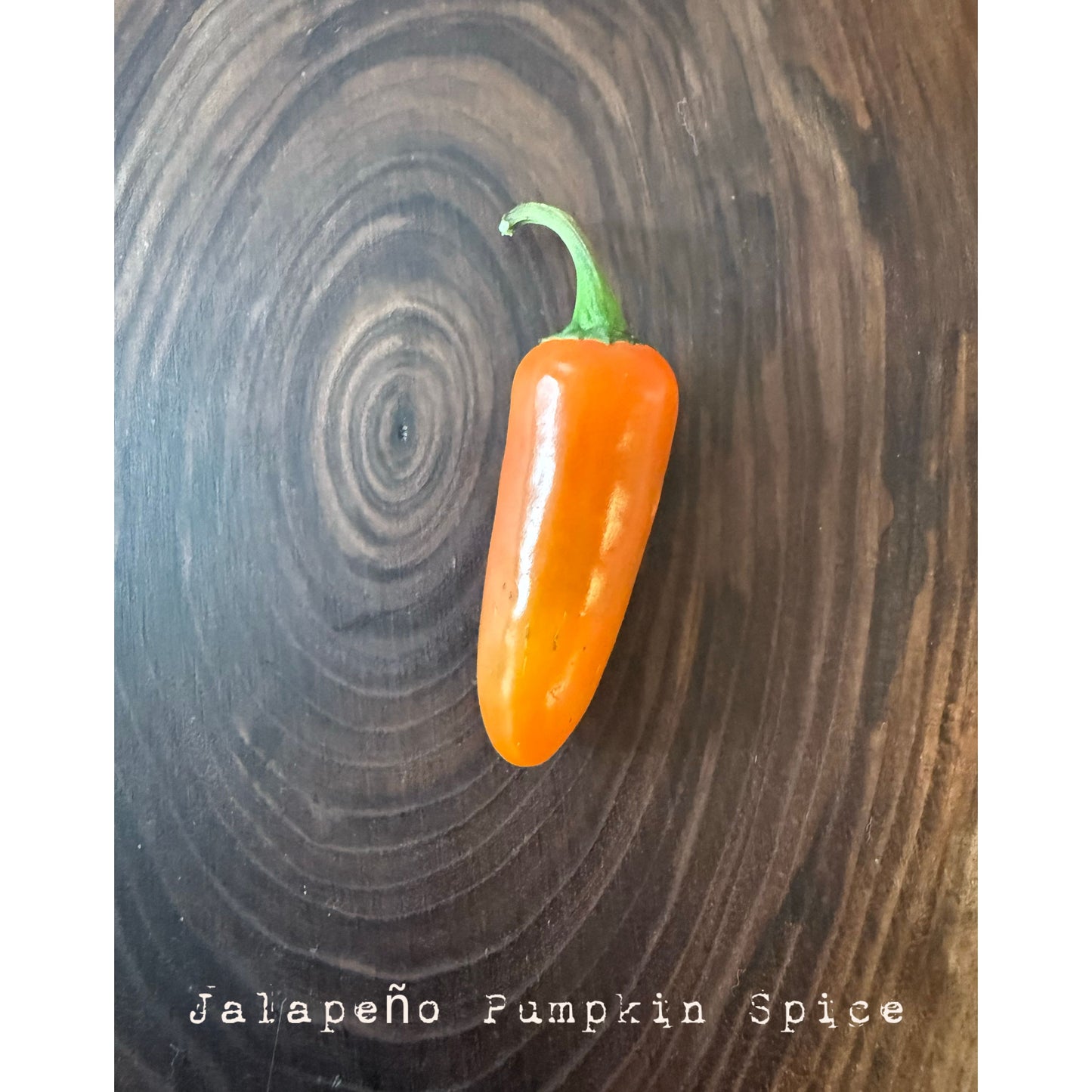 Graines de piment jalapeño - épices à la citrouille