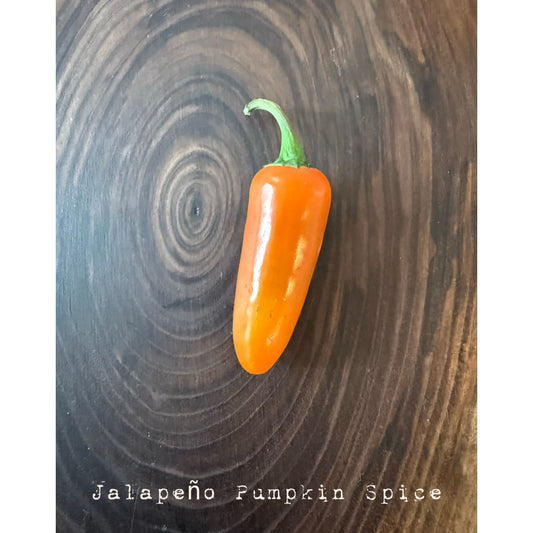 Graines de piment jalapeño - épices à la citrouille