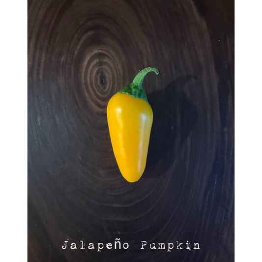 Graines de piment jalapeño - citrouille