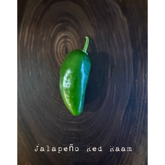 Graines de piment Jalapeño - Red Raam