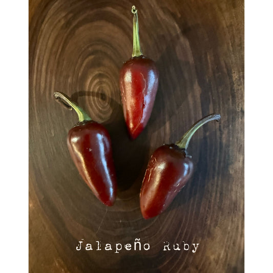Graines de piment jalapeño - piment rubis
