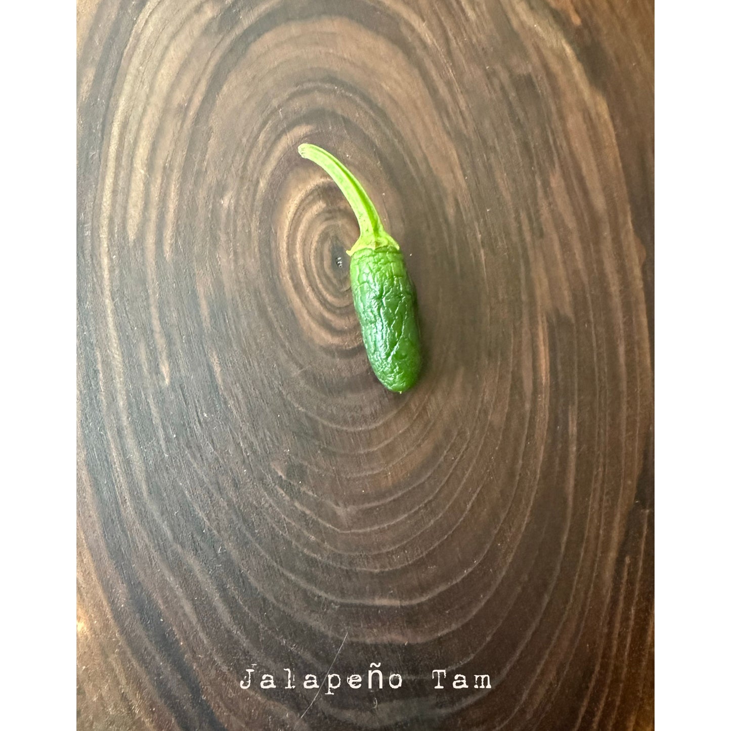 Graines de piment Jalapeño - Tam