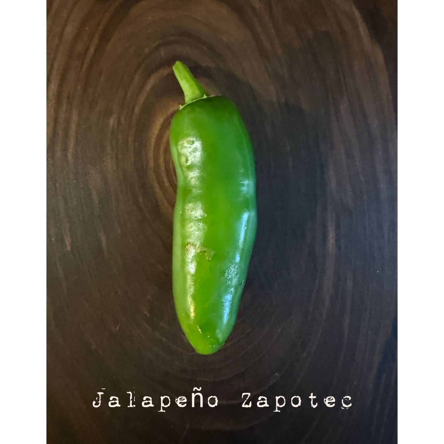Jalapeño - Graines de piment zapotèque