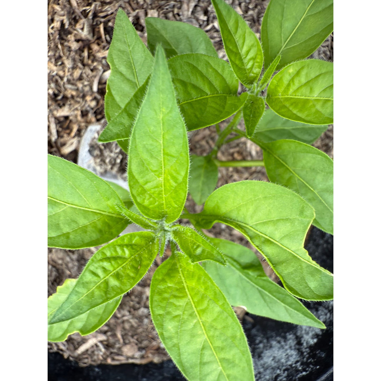 Jalapeño - Marché fermier - Graines de piment fort