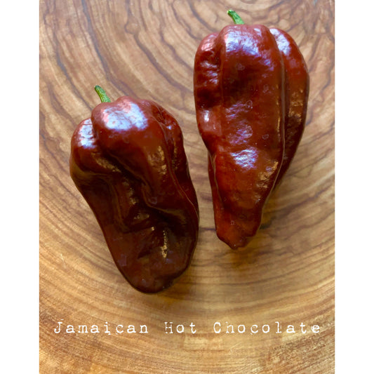 Jamaican Scotch Bonnet - Hot Chocolate - Hot Pepper Seeds