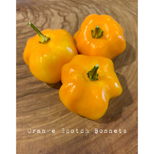 Jamaican Scotch Bonnet - Orange -  Hot Pepper Seeds