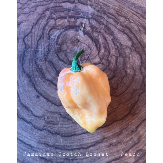 Jamaican Scotch Bonnet - Peach - Hot Pepper Seeds