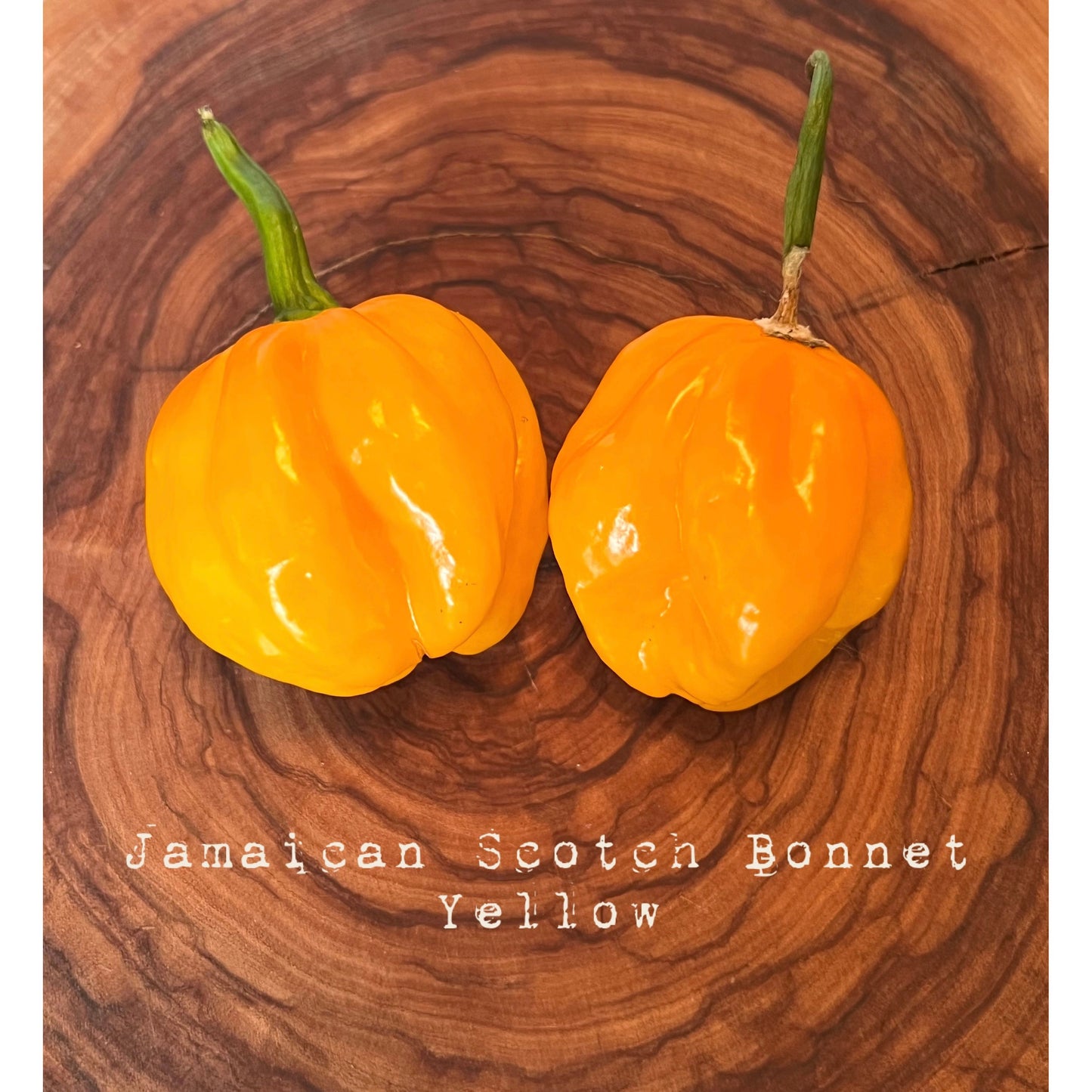 Jamaican Scotch Bonnet - Yellow - Hot Pepper Seeds