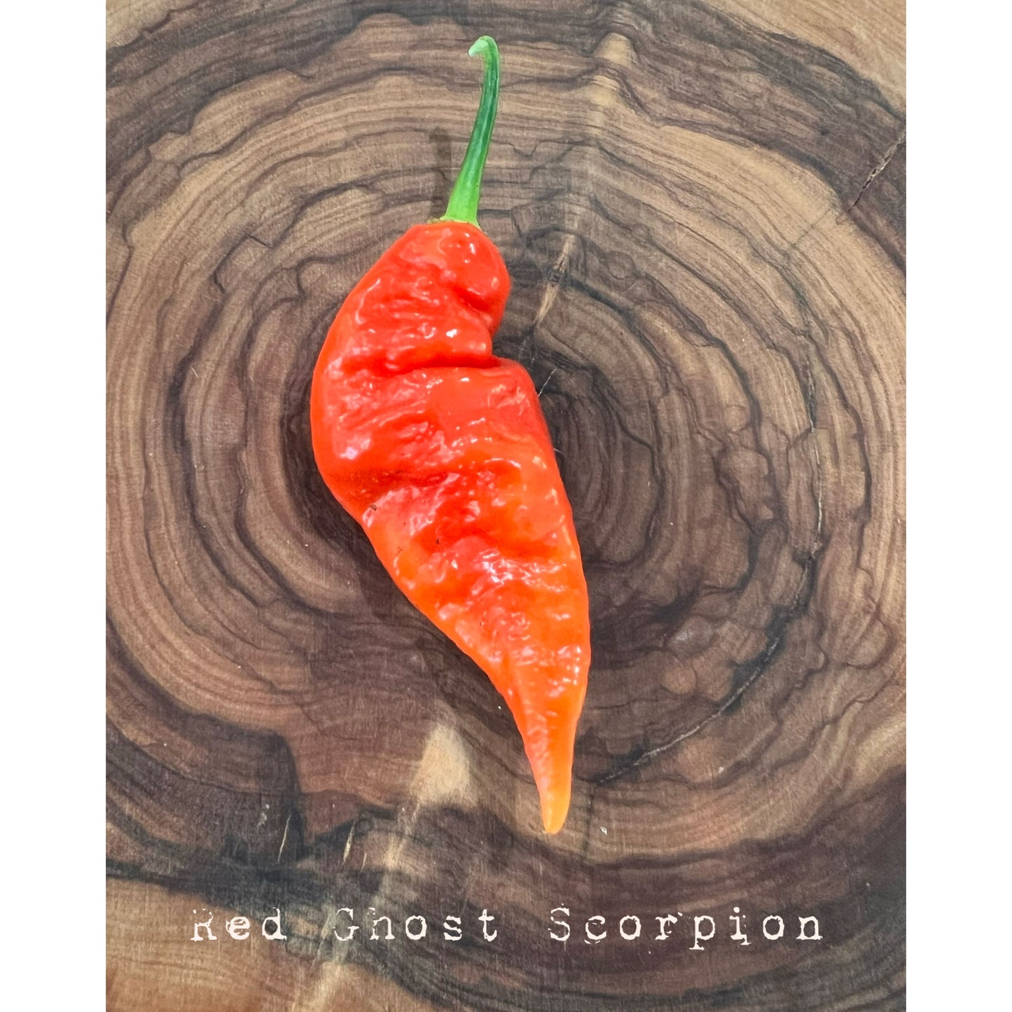 Graines de piment fort Jay's Red Ghost Scorpion