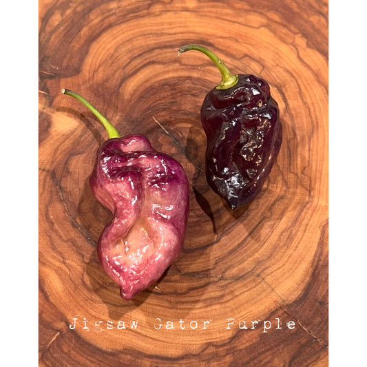 Jigsaw Gator - Purple - Hot Pepper Seeds