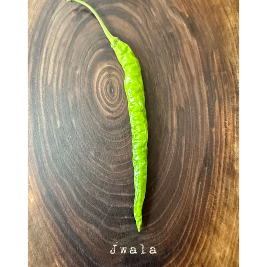 Jwala  Hot Pepper Seeds