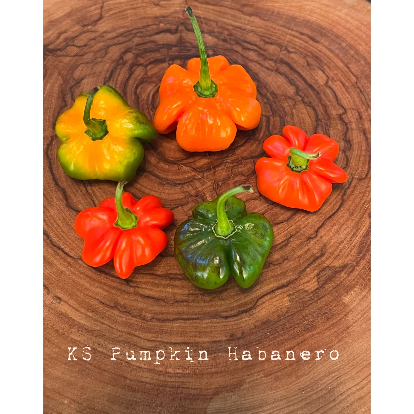 KS Pumpkin Habanero - Hot Pepper Seeds