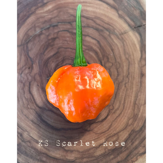 KS Scarlet Rose - Hot Pepper Seeds