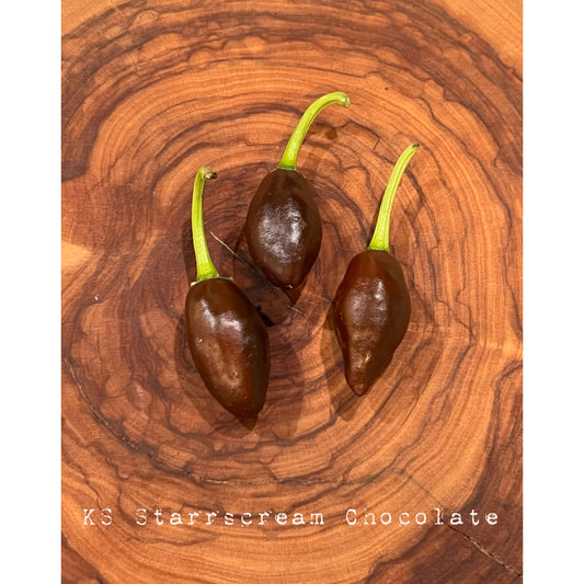 KS Starrscream Chocolate - Hot Pepper Seeds
