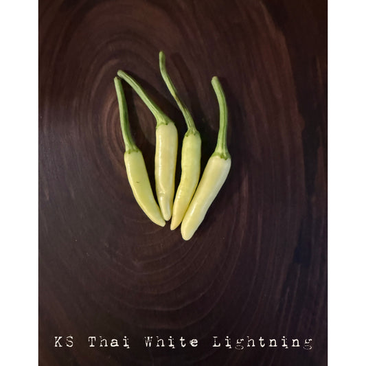 KS Thai White - Graines de piment fort isolées