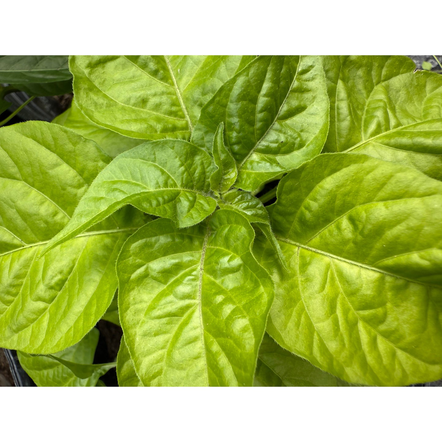 Graines de piment fort KS Pumpkin Habanero