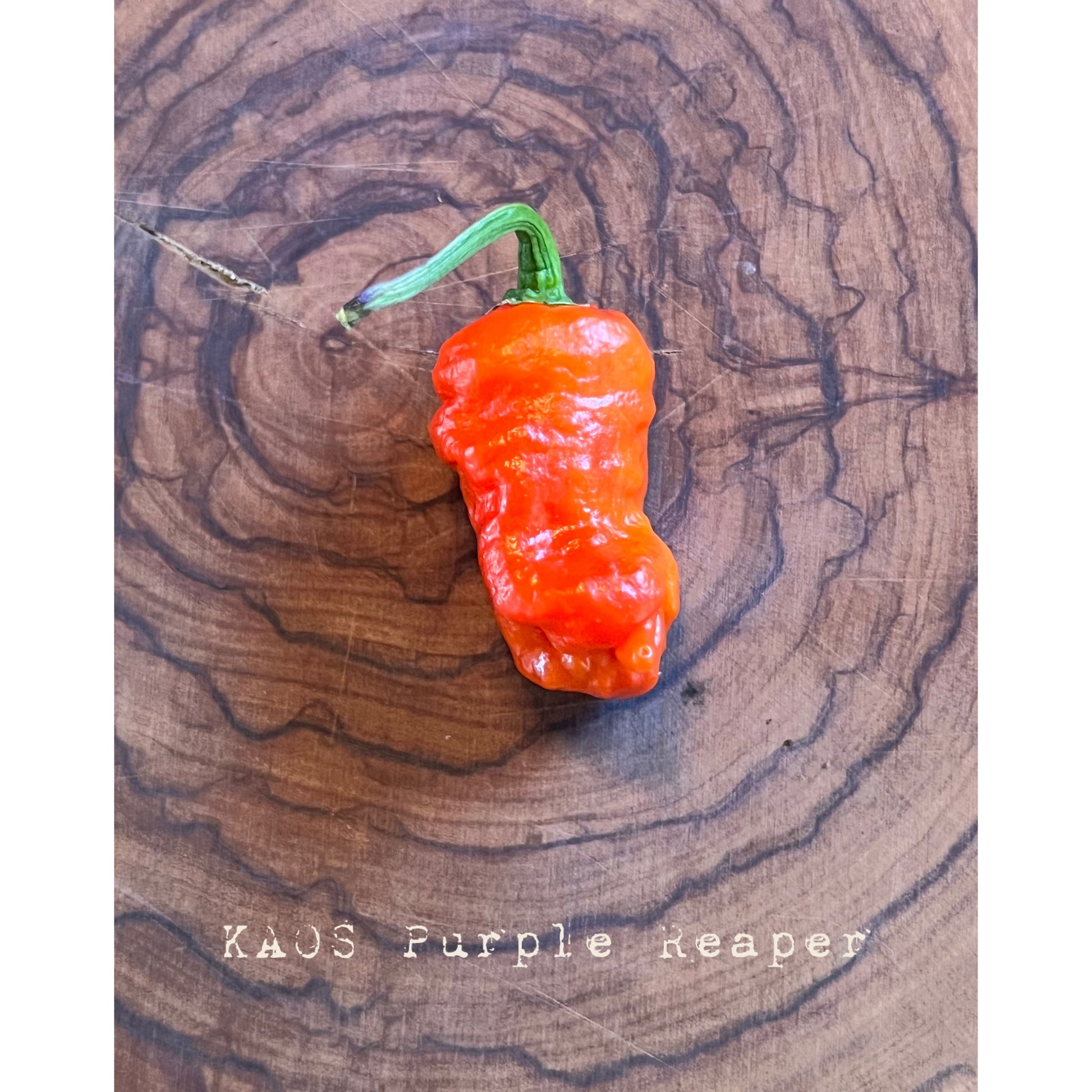Kaos Purple Reaper (Kaos X Carolina Reaper) - Hot Pepper Seeds
