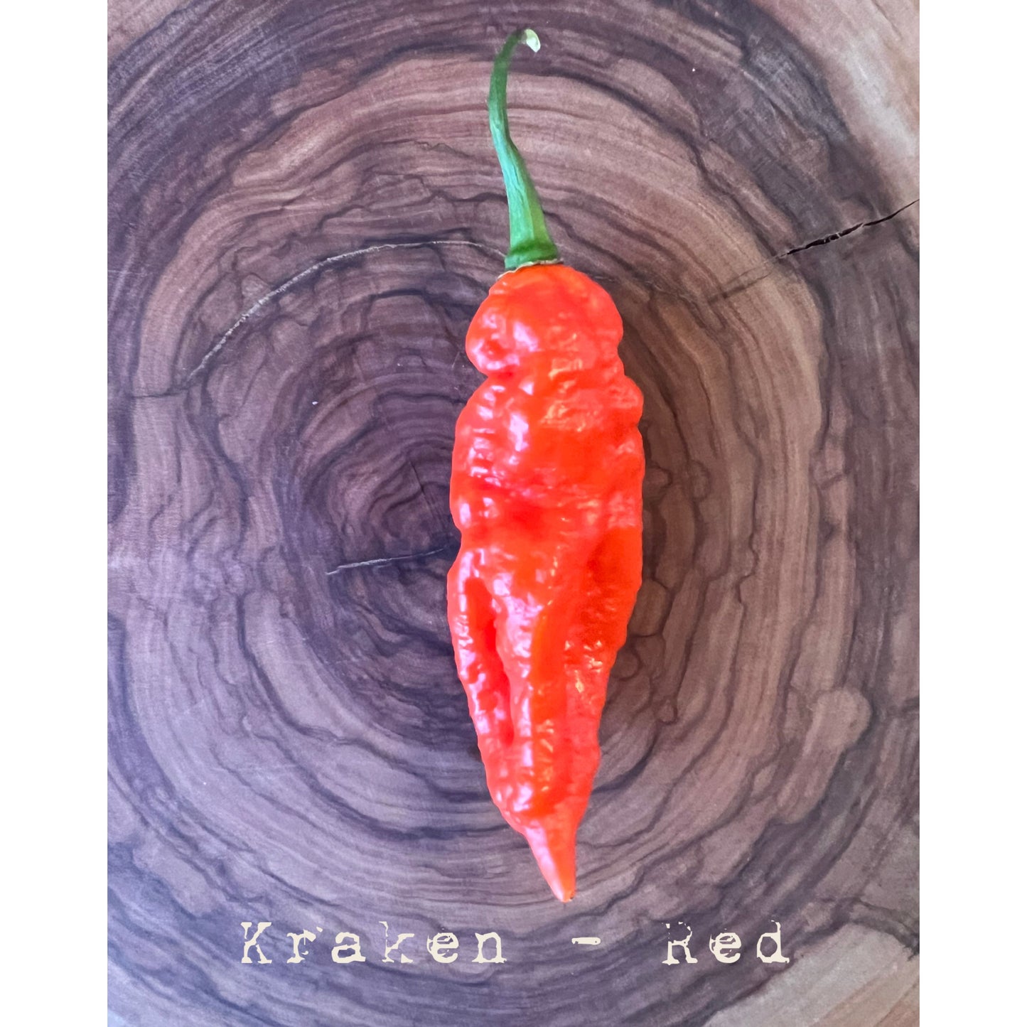 Kraken Scorpion - Red - (Bhut Jolokia X Trinidad Scorpion) - Hot Pepper Seeds