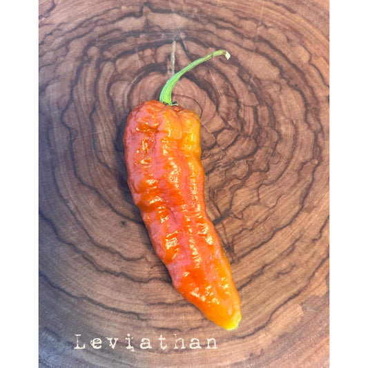 Leviathan Gnarly Scorpion - Hot Pepper Seeds