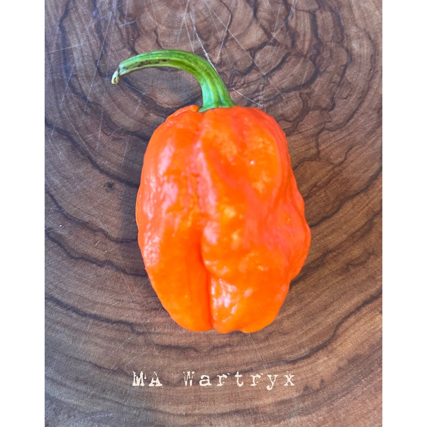 MA Wartryx - Hot Pepper Seeds
