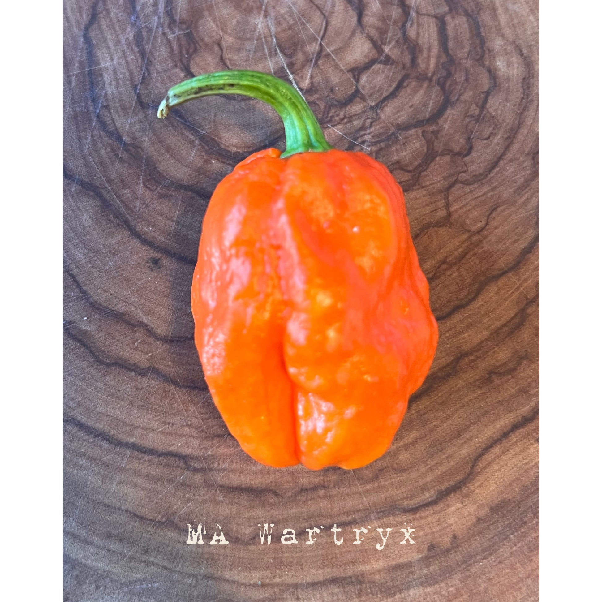 MA Wartryx - Hot Pepper Seeds