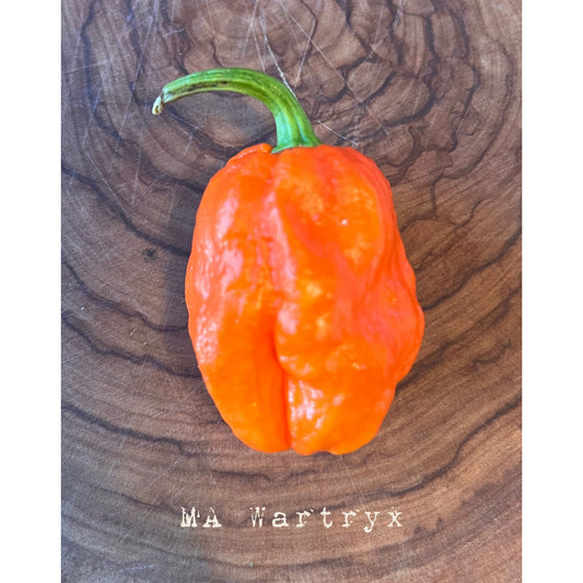 MA Wartryx - Hot Pepper Seeds