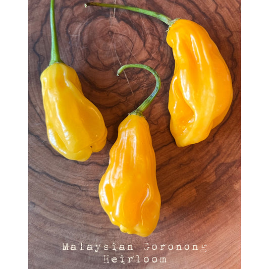 Malaysian Goronong (Heirloom) - Hot Pepper Seeds