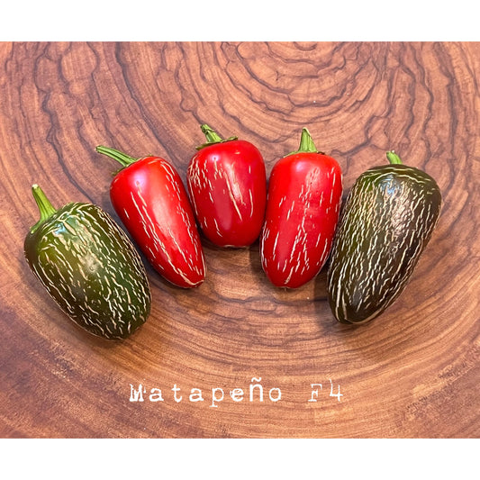 Mattapƒìno F4  - Hot Pepper Seeds