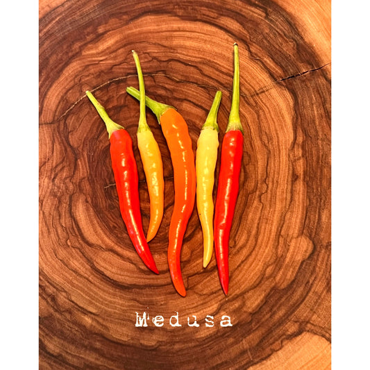 Medusa  - Hot Pepper Seeds