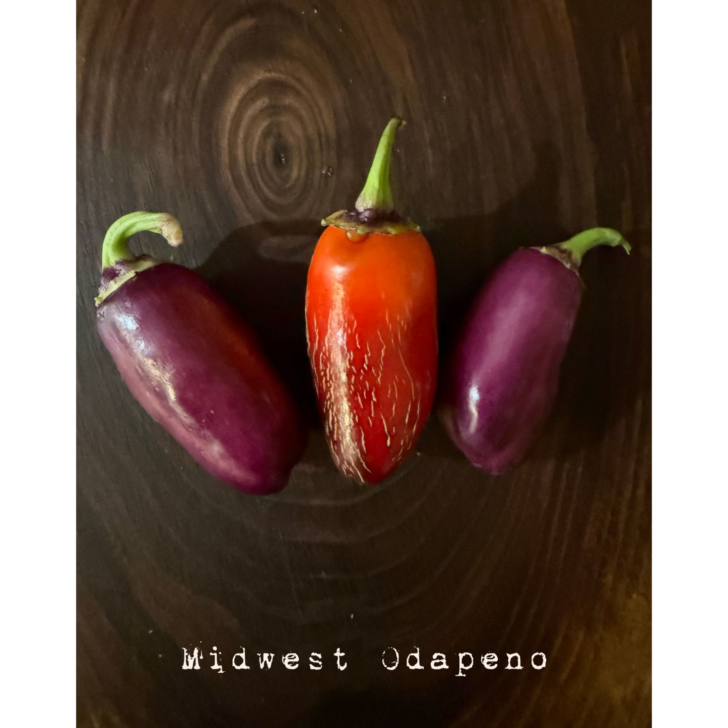 Graines de piment fort Odapeno du Midwest