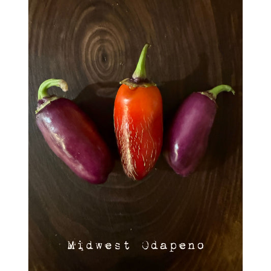 Graines de piment fort Odapeno du Midwest