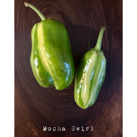 Graines de piment fort tourbillon moka