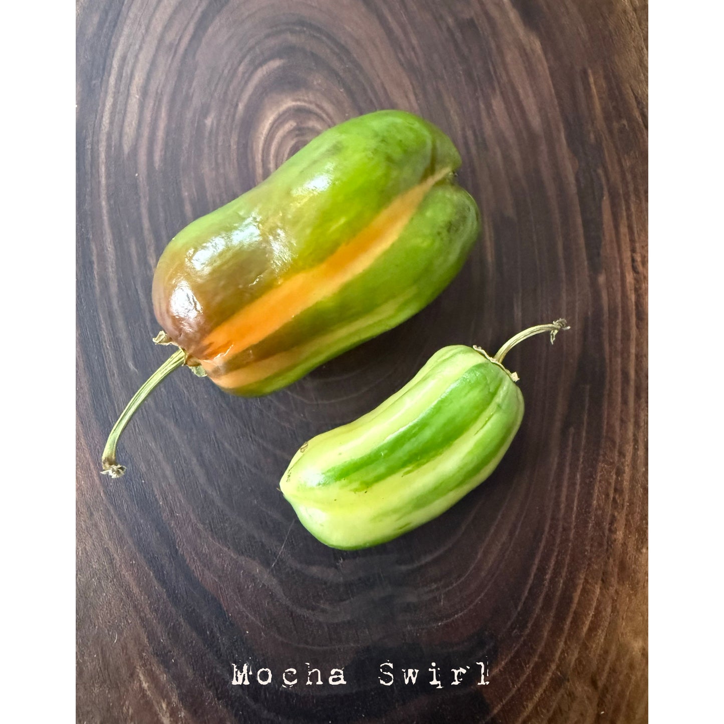 Graines de piment fort tourbillon moka
