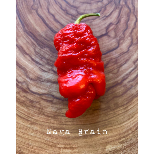 Naga Brains - Red - Hot Pepper Seeds