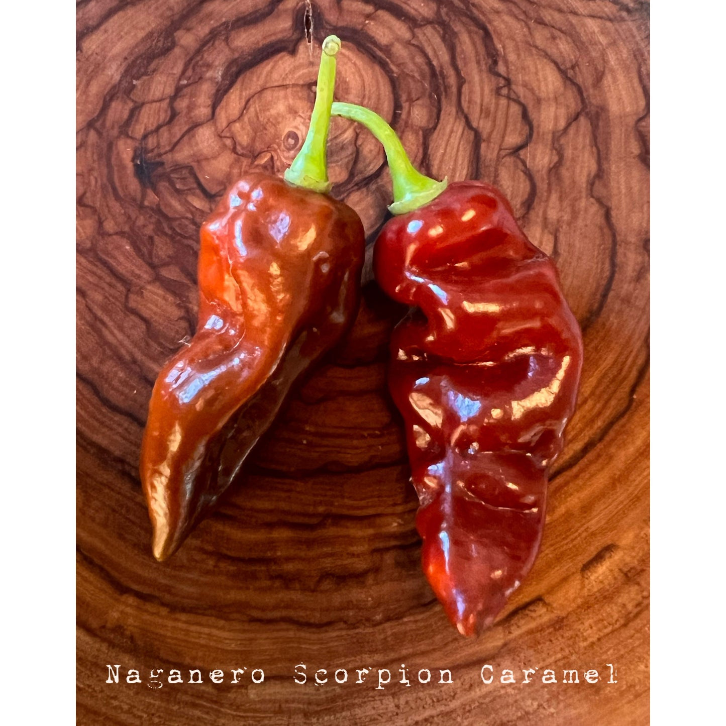 Naganero Scorpion Caramel - Hot Pepper Seeds