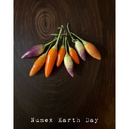 Graines de piment fort Numex pour la Journée de la Terre