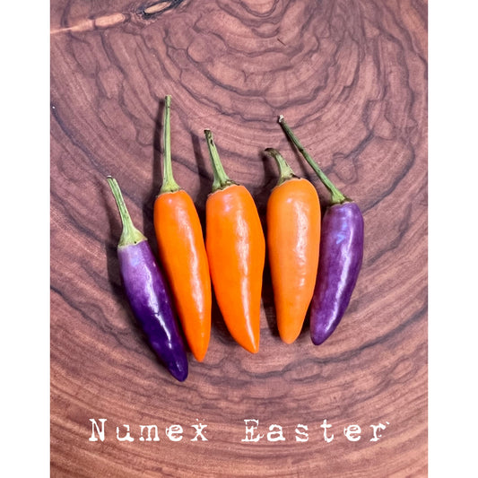 Numex Easter - Hot Pepper Seeds