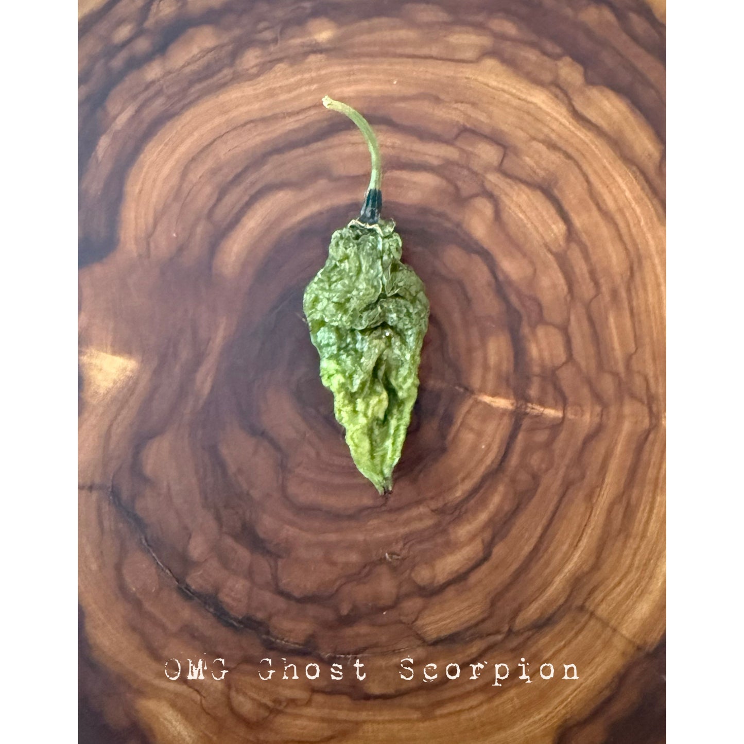 Graines de piment Ghost Scorpion OMG