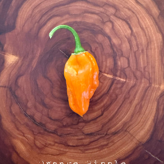 Graines de piment fort Orange Ripple