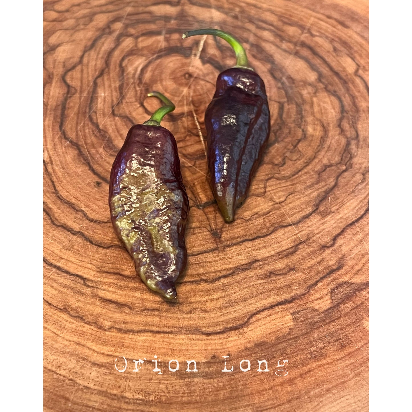 Graines de piment long Orion