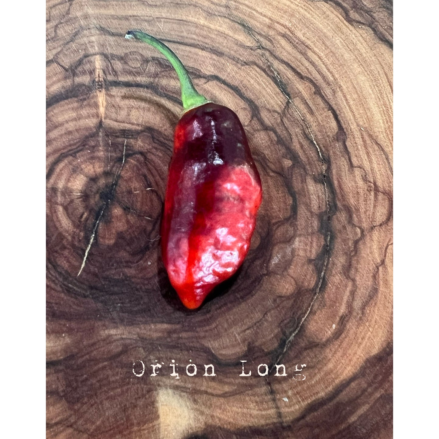 Graines de piment fort Orion