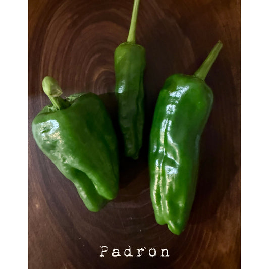 Padron Hot Pepper Seeds