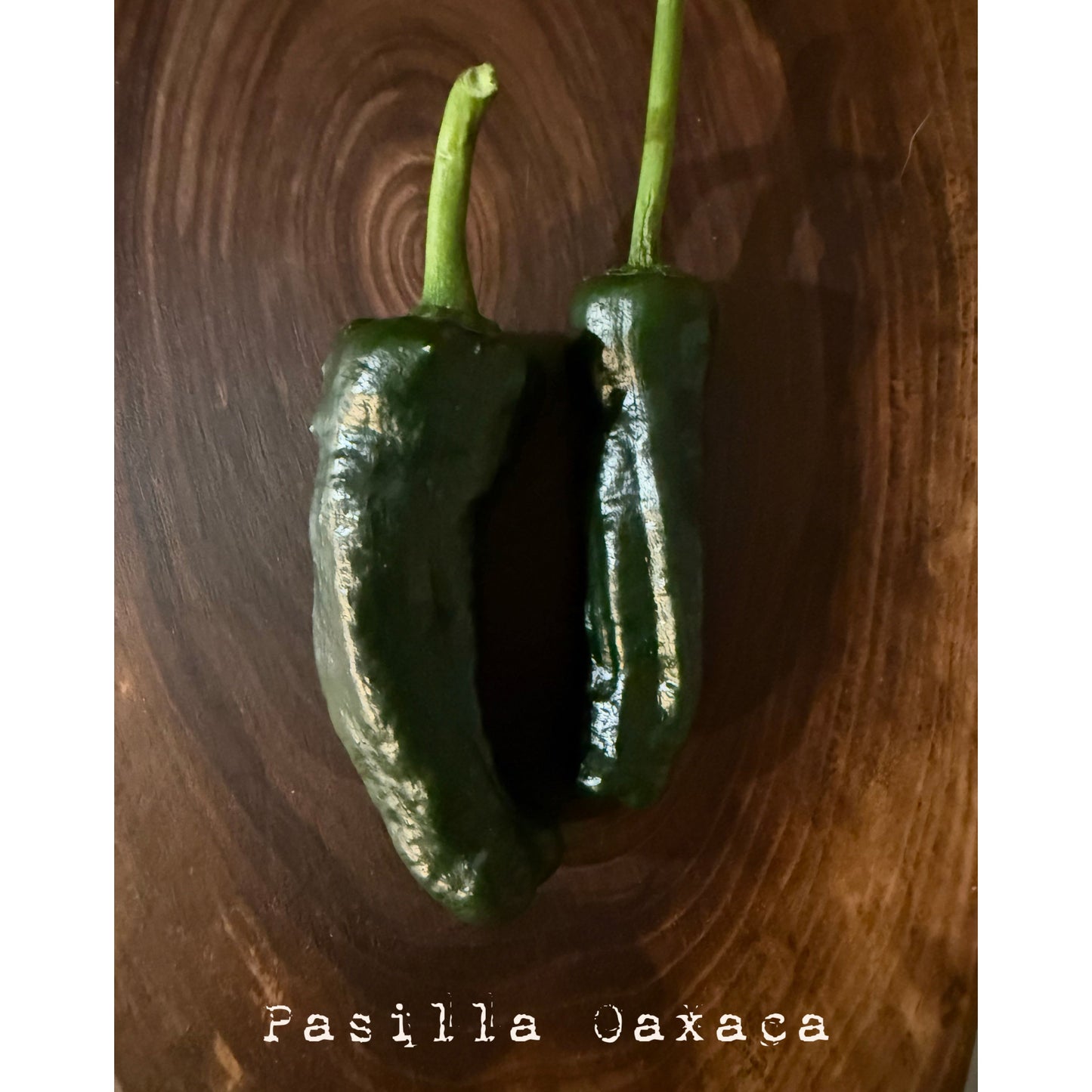 Graines de piment Pasilla Oaxaca