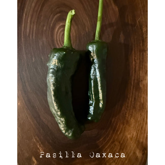 Pasilla Oaxaca  Hot Pepper Seeds