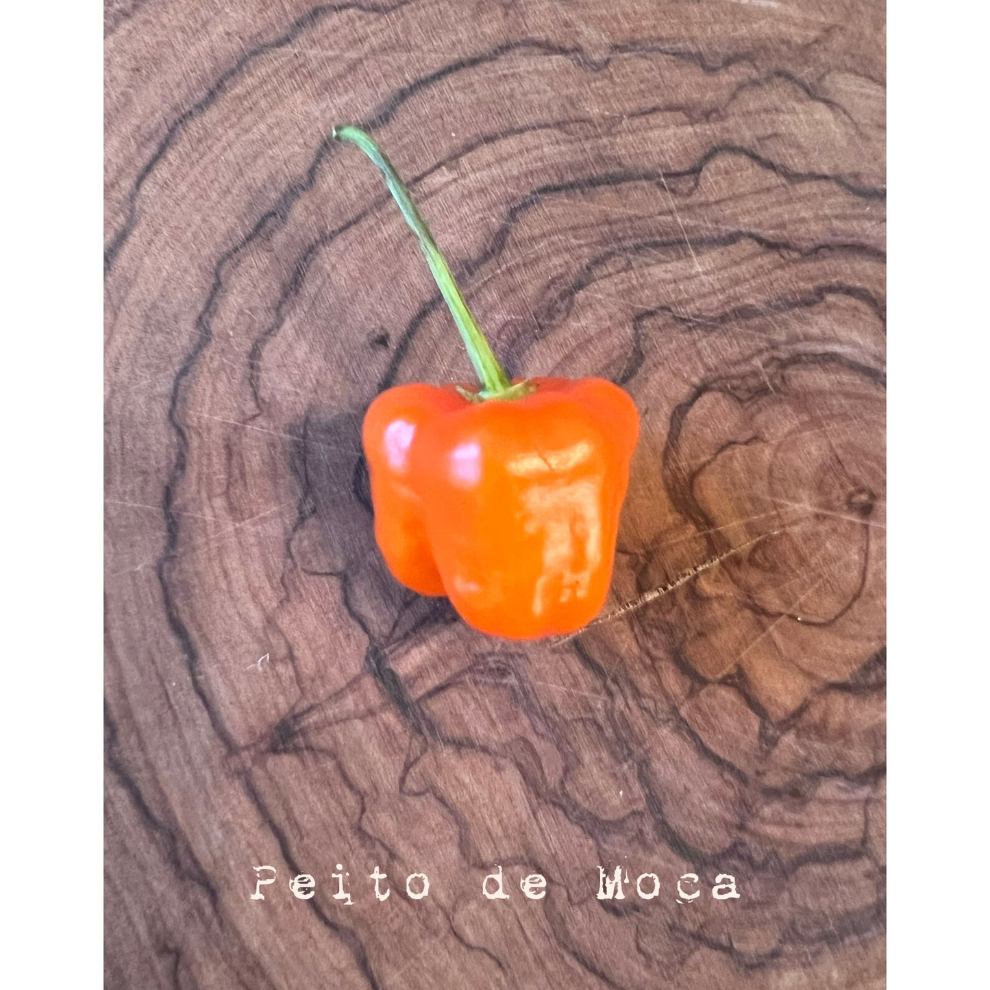 Peito de Moca -  Hot Pepper Seeds
