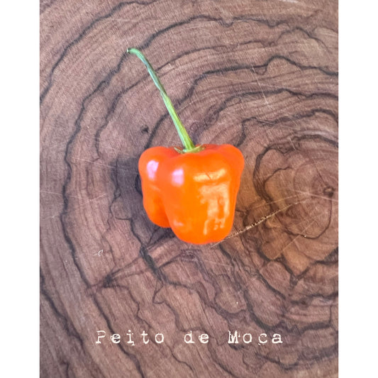 Peito de Moca -  Hot Pepper Seeds