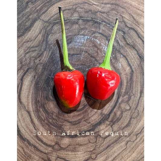 Pequin - South African - Hot Pepper Seeds
