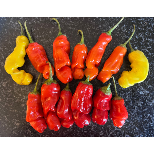 Peter P3nis Pepper - Orange - Hot Pepper Seeds