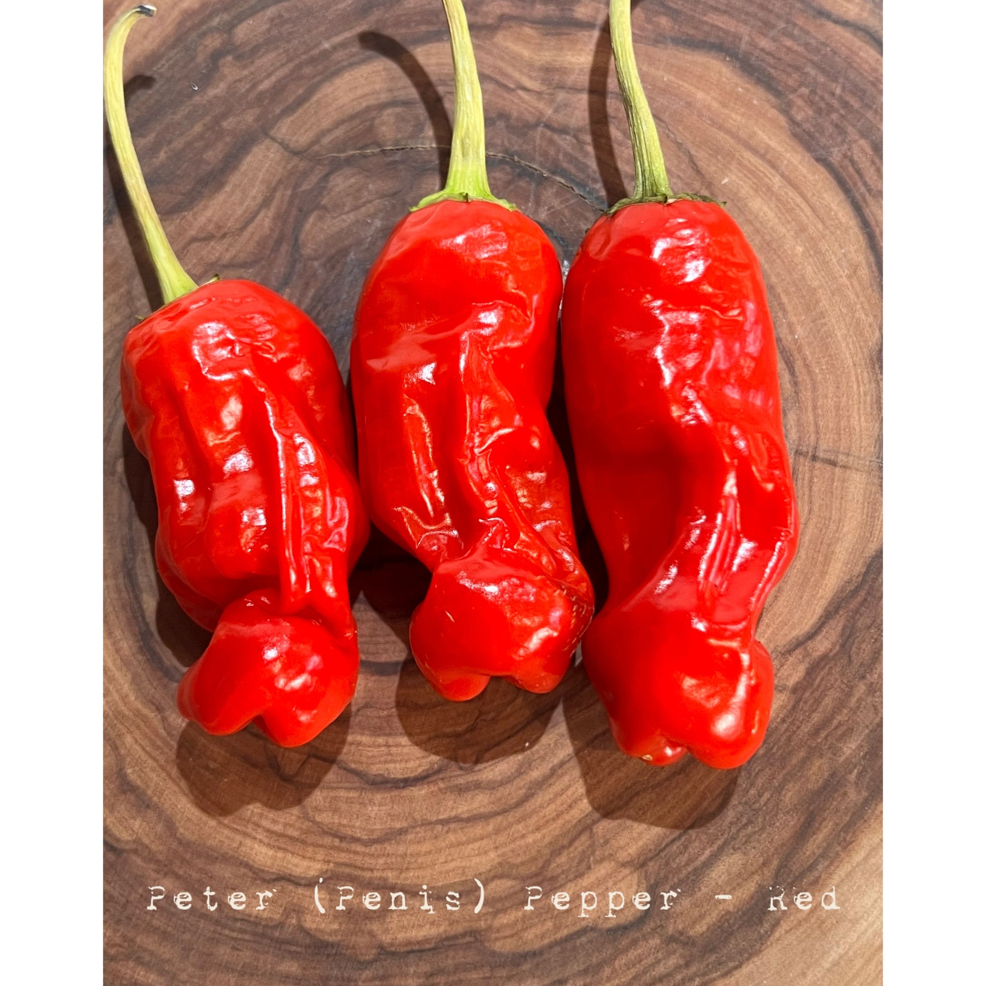 Peter P3nis Pepper - Red - Hot Pepper Seeds