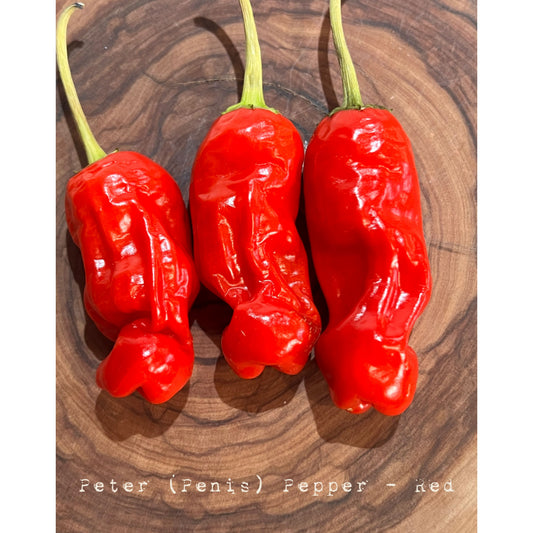 Peter P3nis Pepper - Red - Hot Pepper Seeds
